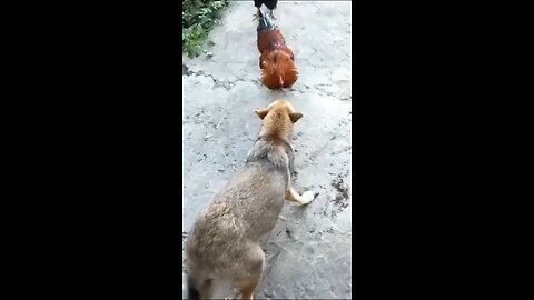 Funny dog videos 🤣 😂 | #funnydog #dog #rumble #viral