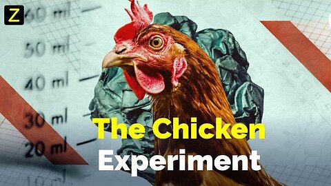 If every household had 3 chickens. The great chicken experiment