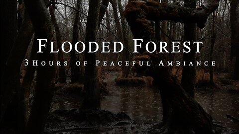 Flooded Forest | 3 Hours of Peaceful Ambient ASMR Nature Sounds | HD