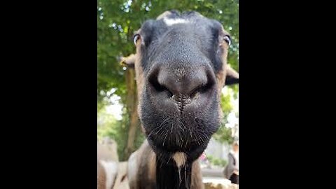 Giggles Galore: The Ultimate Funny Goats Compilation!