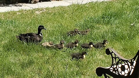 Baby Ducks Update!!!