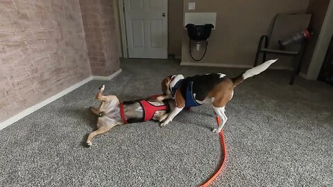 Bailey & Charlie Wrestling After Going Walkies