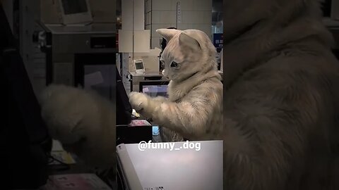 Cat at the cashier 🤣 #cat #funny