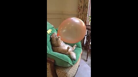 So Cute Cat Funny Video 🐈🐈😁😁 Episode no 4