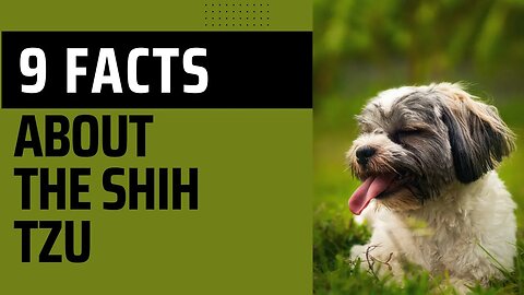 9 Facts About the Shih Tzu.