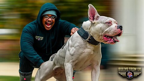 Training an American Bully With SMK9 Training | Bully's From UK