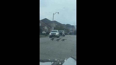 Canada Goose Crossing The Road