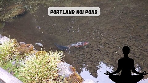 Koi Pond