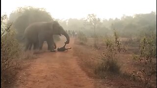 elephants attack