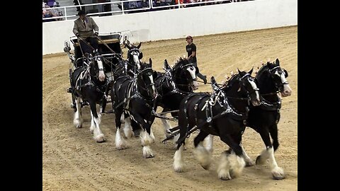 The beautiful clydesdales. The gentle giants of the horse world..