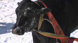 'It's an abnormal call': Cow rescued after falling through ice in Erie