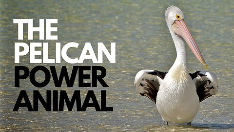 The Pelican Power Animal