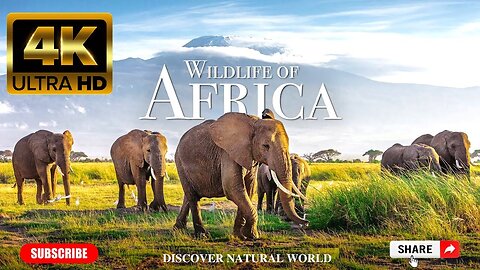 Wildlife of Africa in 4k - Relaxation with African music - Wild Animals of Africa -