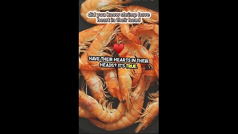 Did you know Shrimp have heart in their head