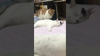 Cat wakes other Cat