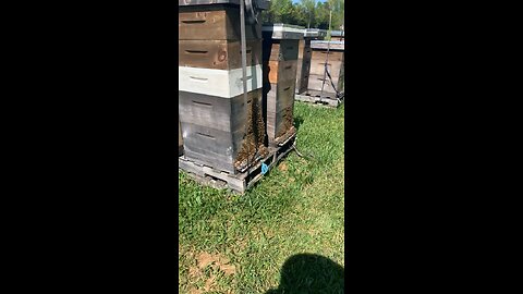 The girls staying cool yesterday 🐝☀️