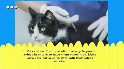 Keep Your Cat Safe: Uncovering the Rabies Cure You Never Knew Existed!