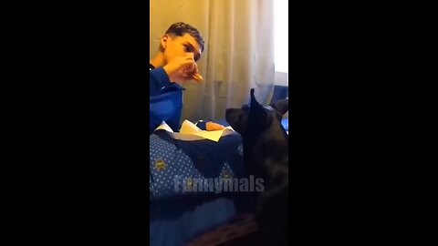 funny animals videos over fun cat