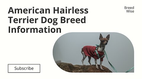 Discover the Fascinating History of the American Hairless Terrier | Dog Breed Information
