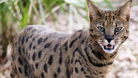 Savannah Cat Caught Playing With Tail