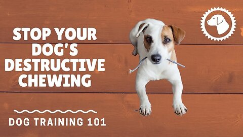 How To Stop Your Dog’s Destructive Chewing | DOG TRAINING 🐶 #BrooklynsCorner