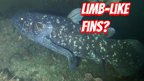 The Once thought to be extinct Coelacanths