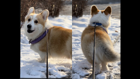 Winter corgi from Ukraine