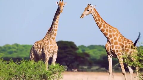 African Wildlife- Scenic wildlife film with African music-African safari wild Animals wildlife