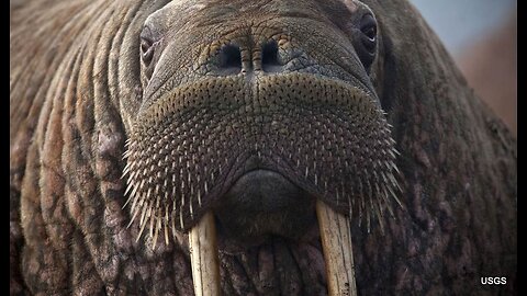 Only in Norway: Tourist Fined for Getting Too Close to a Walrus
