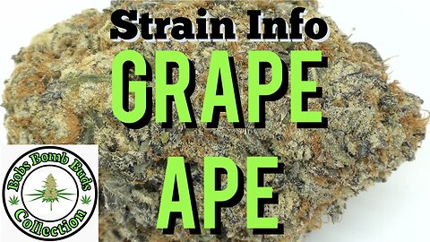 Grape Ape Cannabis Strain By Apothecary Genetics & From BC Bud Supply