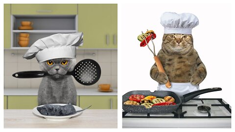cat cooking funny