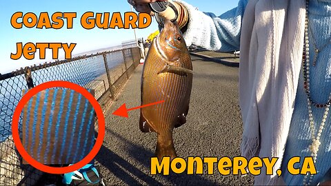 Striped Surfperch Are Pretty Cool B) Coast Guard Pier, CA