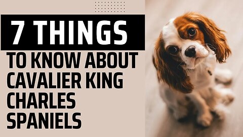 7 Things To Know About Cavalier King Charles Spaniels.