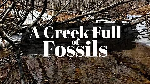 Fossil Hunting An Untouched Creek