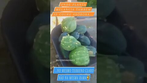 ONDE SE PLANTA MELANCIA TAMBÉM SE COLHE ABÓBORA