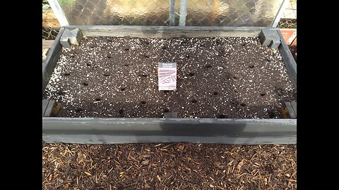 Planting Purple Carrots 5/3/24
