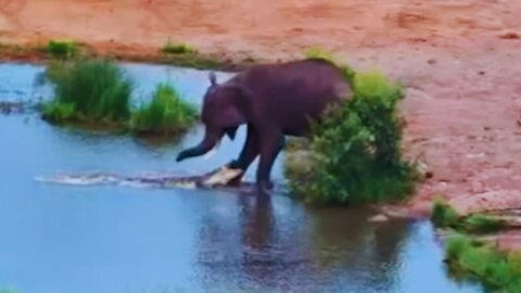 Angry Crocodile Attacks Elephants at Waterhole Twice | World Wild Web