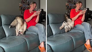 Clumsy Malamute Tries To Make Cute Roll, Falls Hilariously