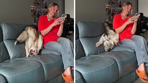 Clumsy Malamute tries to make cute roll, falls hilariously