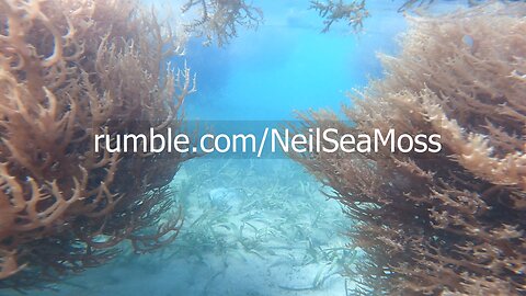 Touring Neil's Sea Moss Field