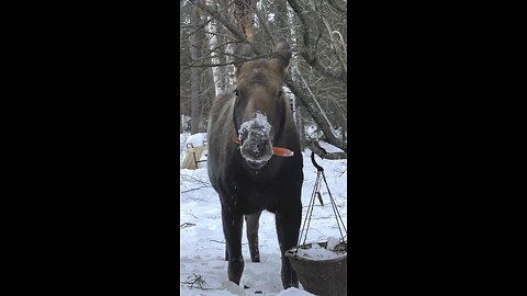 Moose eats carrot