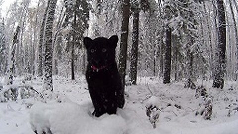 Walking with the leopard. Luna the black panther and the first snow