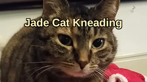 Jade Cat Kneading