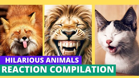 Hilarious Animal Reactions Compilation! Funny Animals Reactions