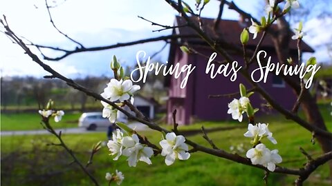 Serbian Snow in Spring