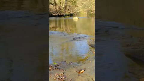 Plessey Woods Country Park - River Blyth - Ambience Sounds #nature #watersounds #relaxing