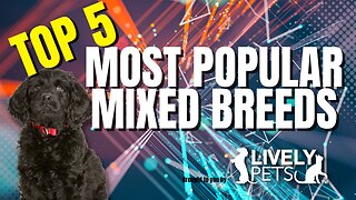 Top 5 Most Popular Mixed Breed Dogs - Designer Dogs the World Loves