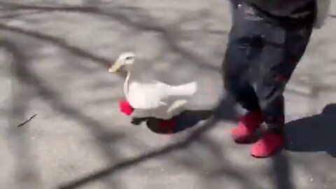 Duck Runs In A Marathon And Gets A Medal