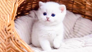 Cute and Funny Baby Cat Videos (2023)