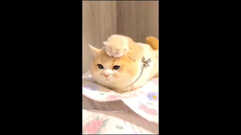 cute cat and kitten (720p)